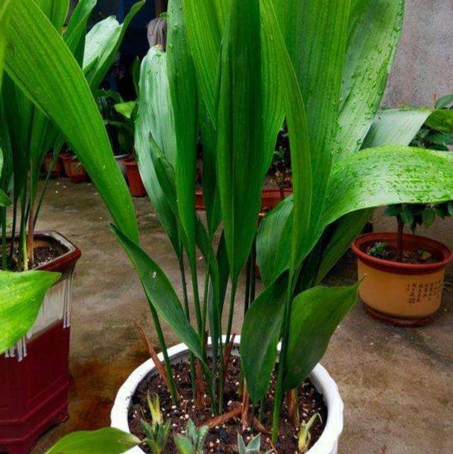 盆栽黄瓜的种植方法