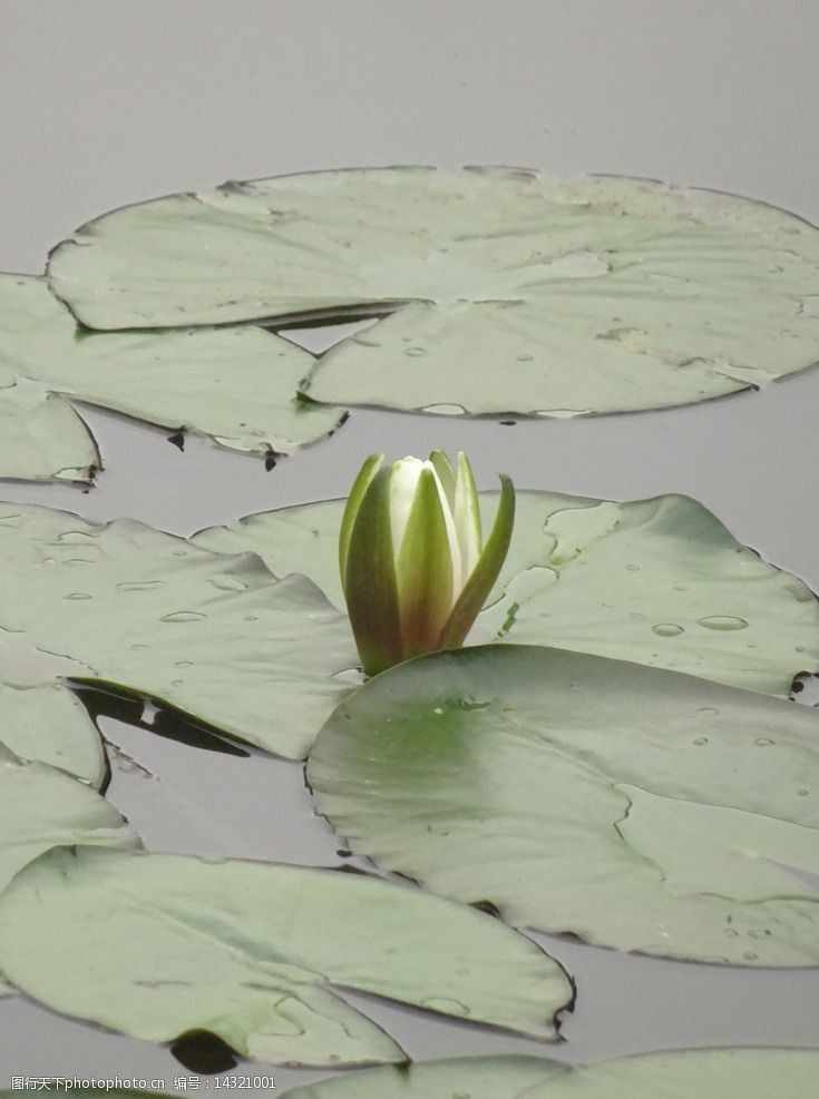 玫瑰盆栽技术：培育浪漫之花的艺术指南