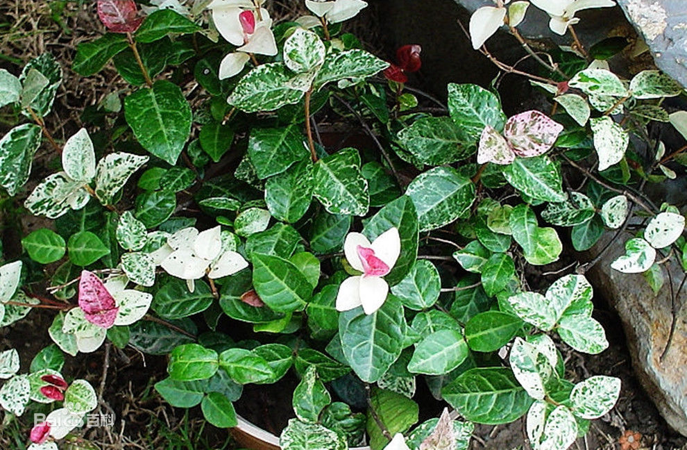 茴香盆栽：种植与养护指南
