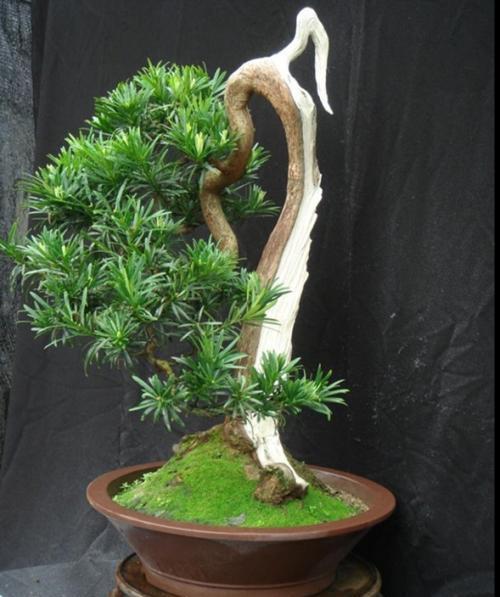大蒜盆栽种植方法 大蒜盆栽种植方法