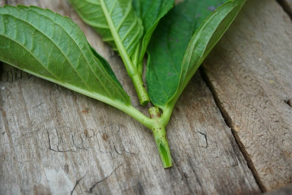 大蒜盆栽种植方法