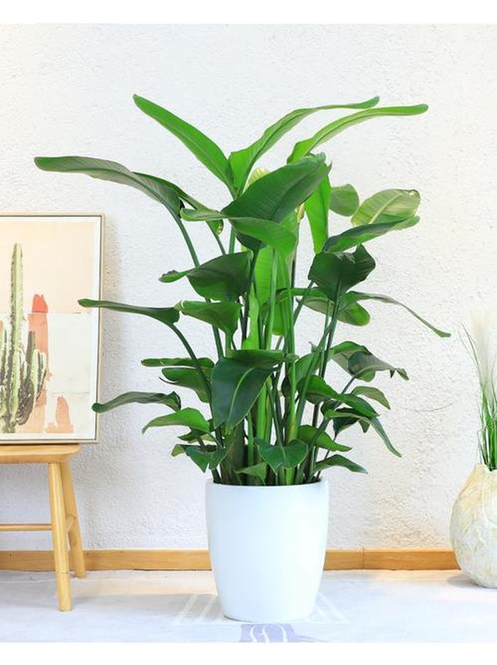 木本植物 盆栽：打造绿色家园的绝佳选择