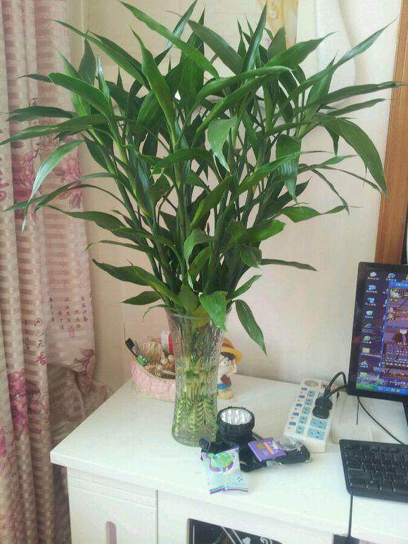 金银花盆栽种植技术