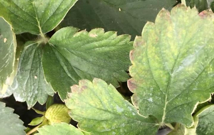 大盆栽多久浇一次水：掌握正确浇水频率的关键指南