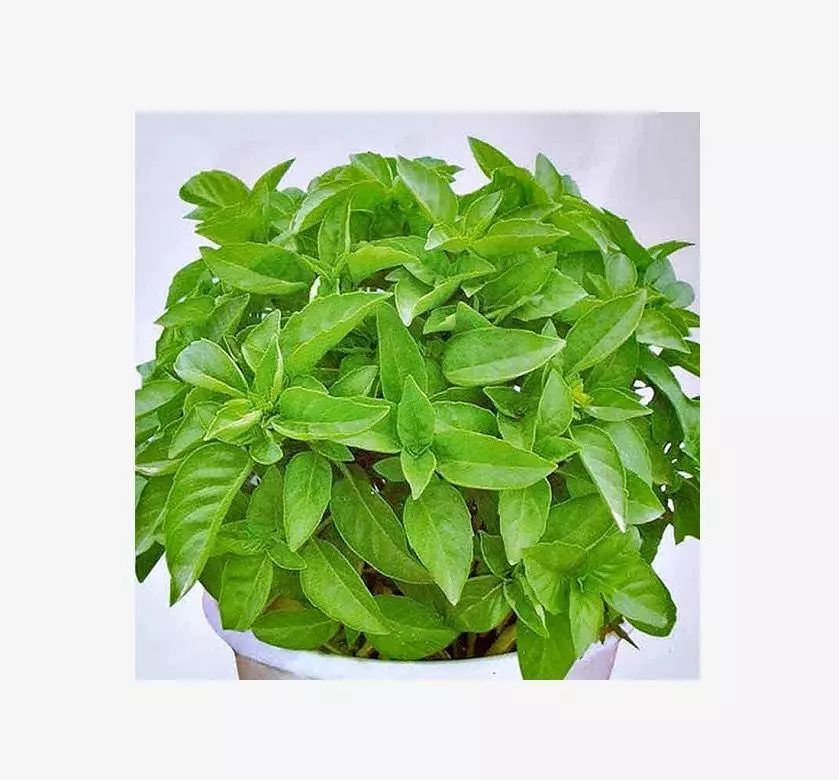 盆栽玫瑰花的种植方法