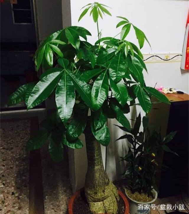 五彩凤仙花的养殖方法