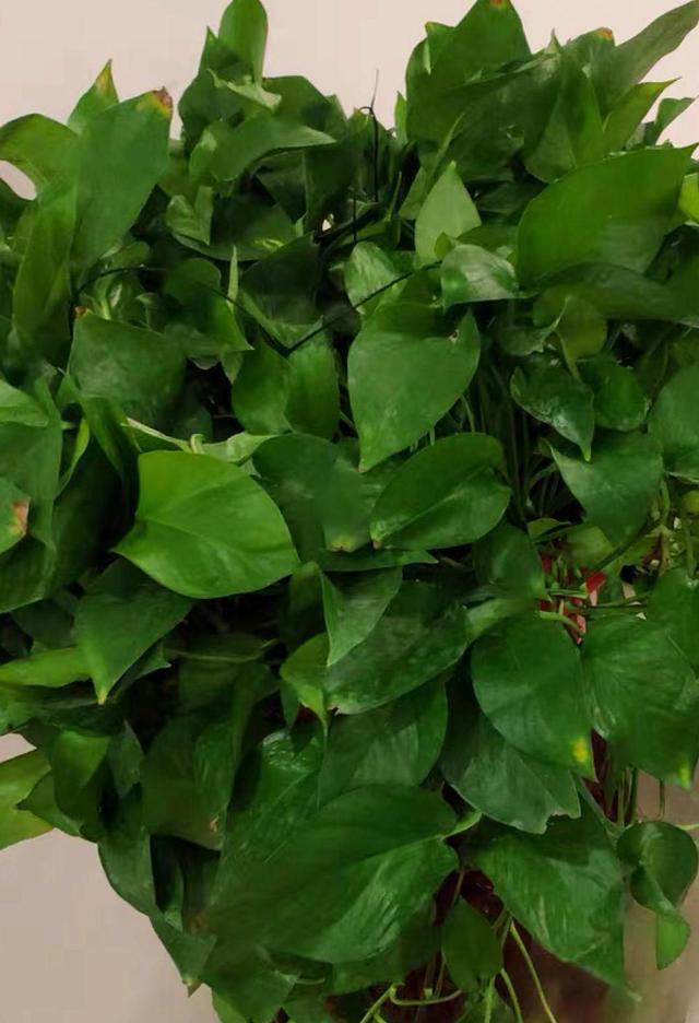 平安树扦插方法：繁殖新植株的详细指南
