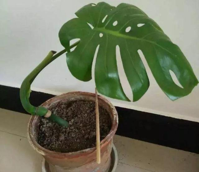 扦插苗和嫁接苗哪个好？植物养殖园丁深度解析