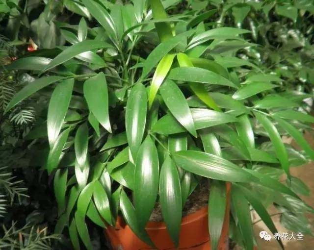樱花树怎样扦插 - 专业植物养殖园丁指南