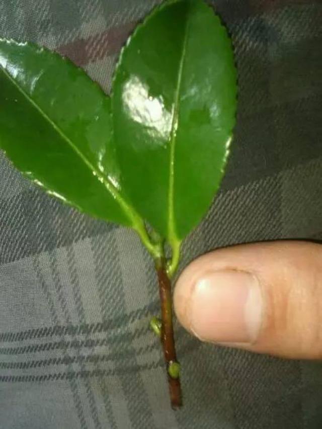 猪笼草夏季扦插：掌握技巧，轻松繁殖