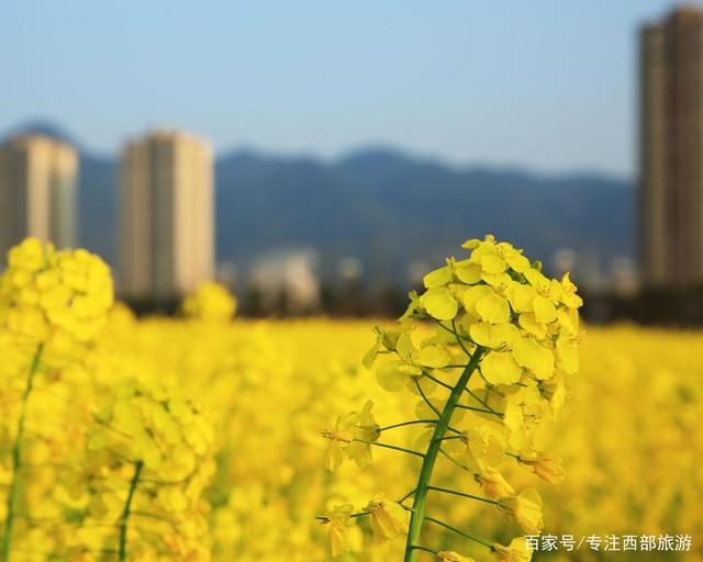 柠檬扦插季节：掌握最佳时机，提高成活率
