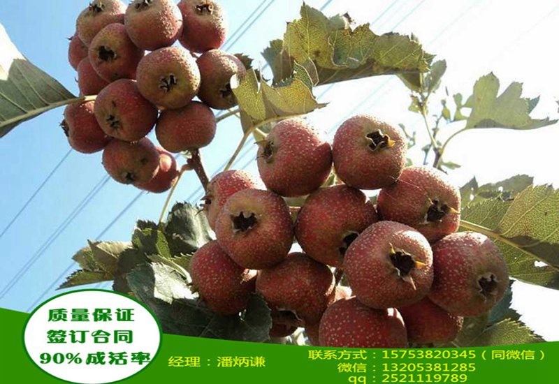 标题：冬青树的扦插——掌握技巧，繁殖无忧
