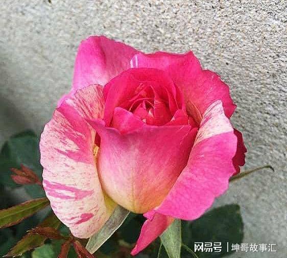 虎尾兰扦插资料：繁殖技巧与养护指南