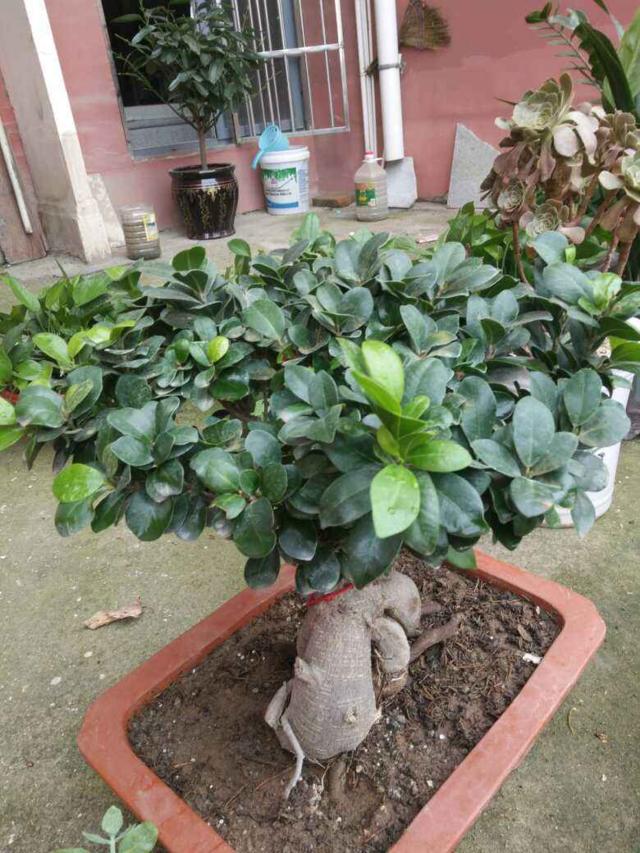 扦插蔷薇多久开花 - 植物养殖园丁指南