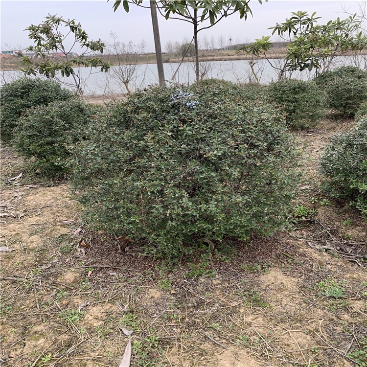昙花的叶片扦插：繁衍美丽的小秘密