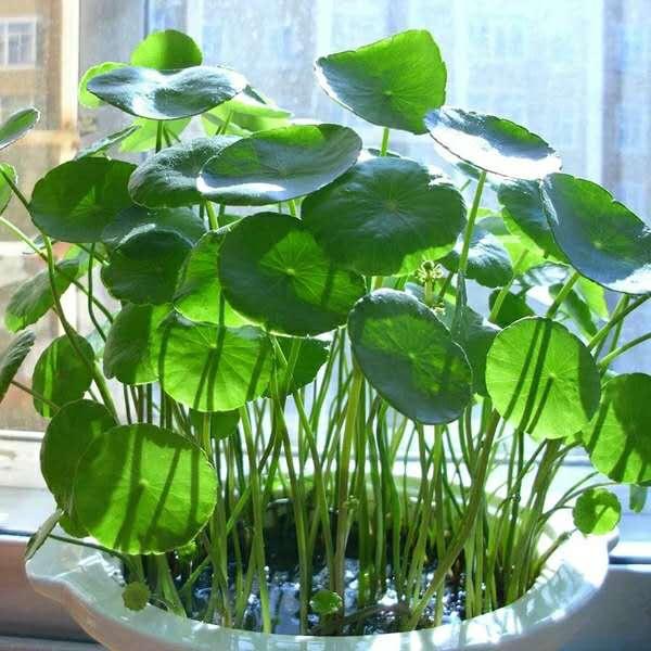 兰草种植方法步骤图解：养兰入门指南