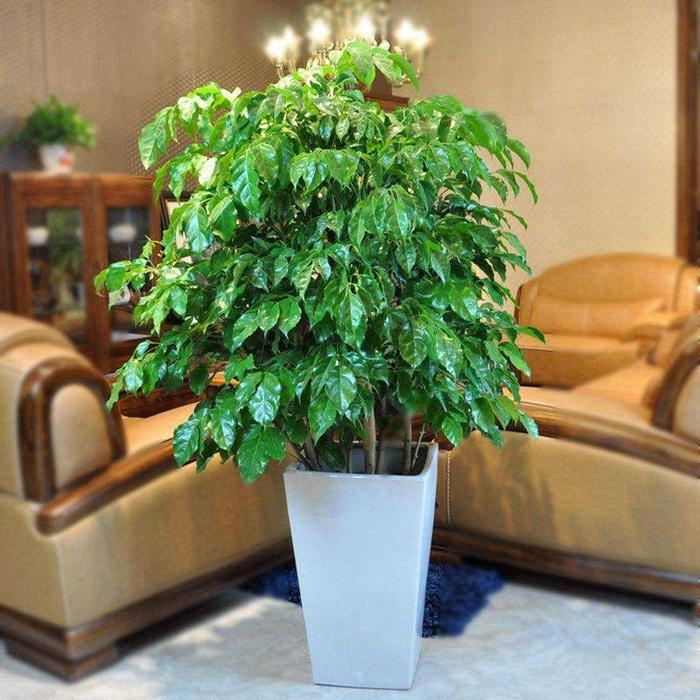 火龙果盆栽种植方法