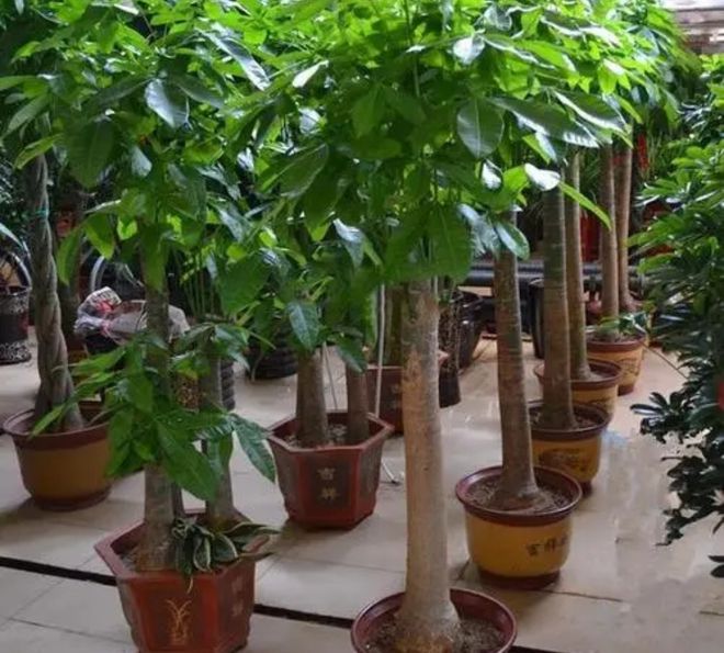 杨梅种子的种植方法：详解种植技巧与注意事项