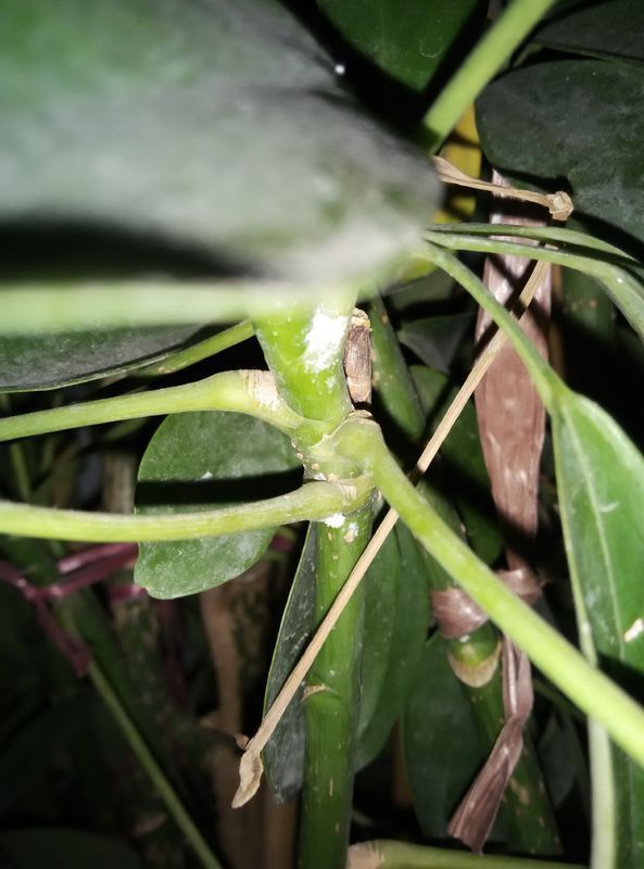 鸡蛋花的养殖方法