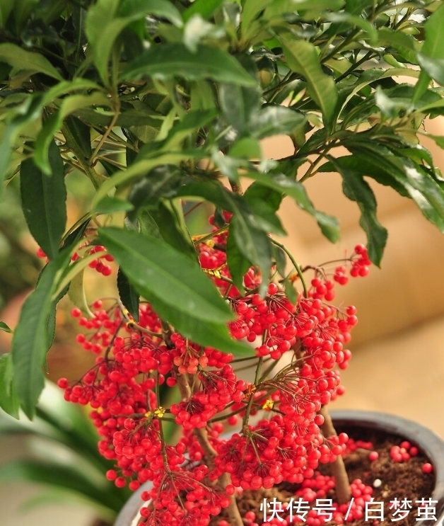 梅花怎么种植方法