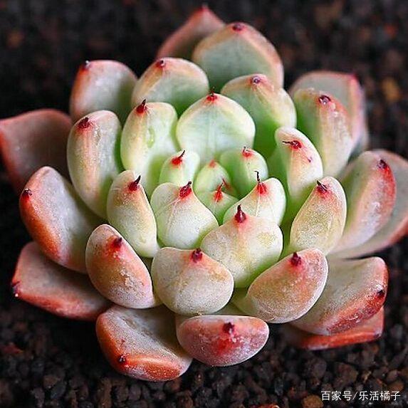 菠萝的种植方法与时间