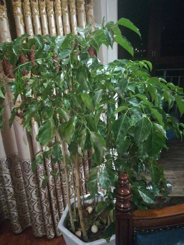 海棠果的食用方法：美味与健康的双重享受