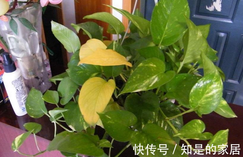 蒜头怎么种植方法：详解种植步骤与技巧