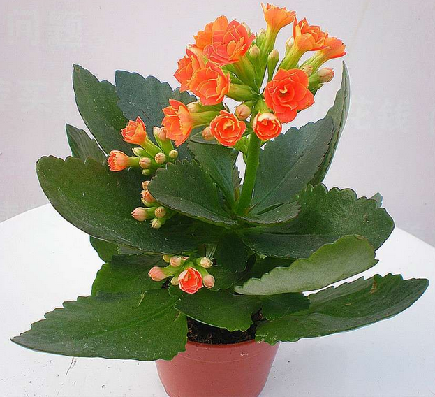 飞燕草种植方法：打造梦幻花海的关键步骤