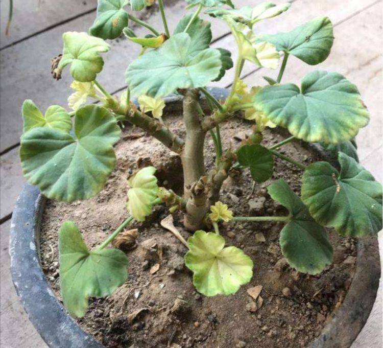 盆栽宠物：绿色生活的新潮流