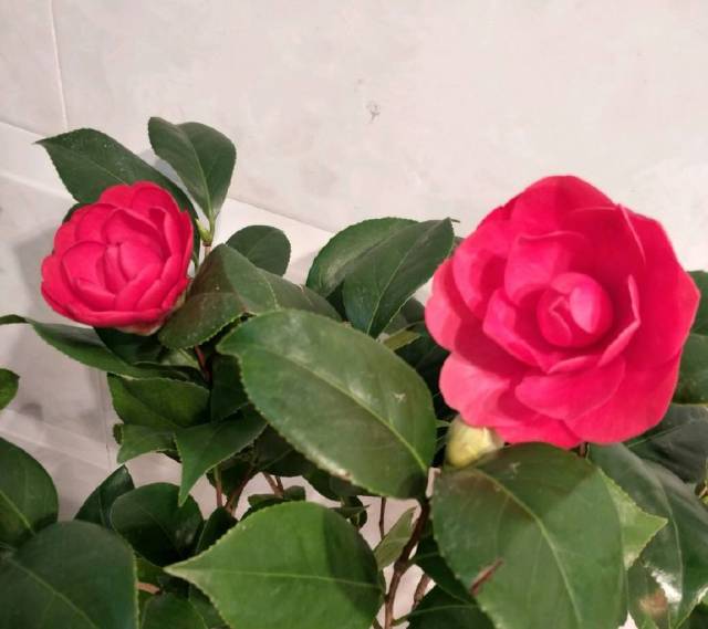 盆栽牡丹什么时候施肥 - 专业植物养殖园丁指南