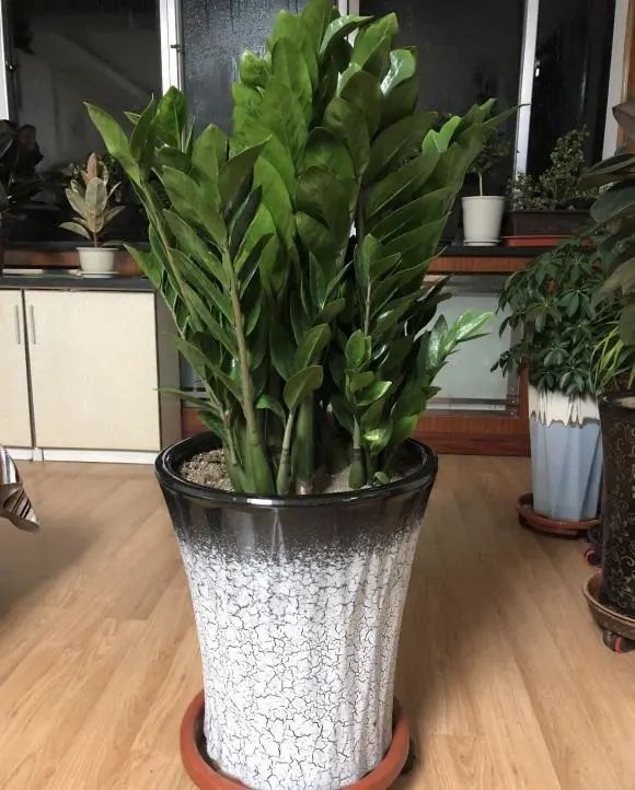 怎么种桂圆盆栽：家庭种植指南