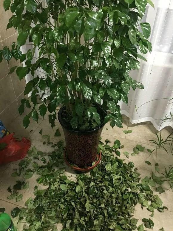 盆栽牡丹修剪技术：打造繁茂花株的秘诀