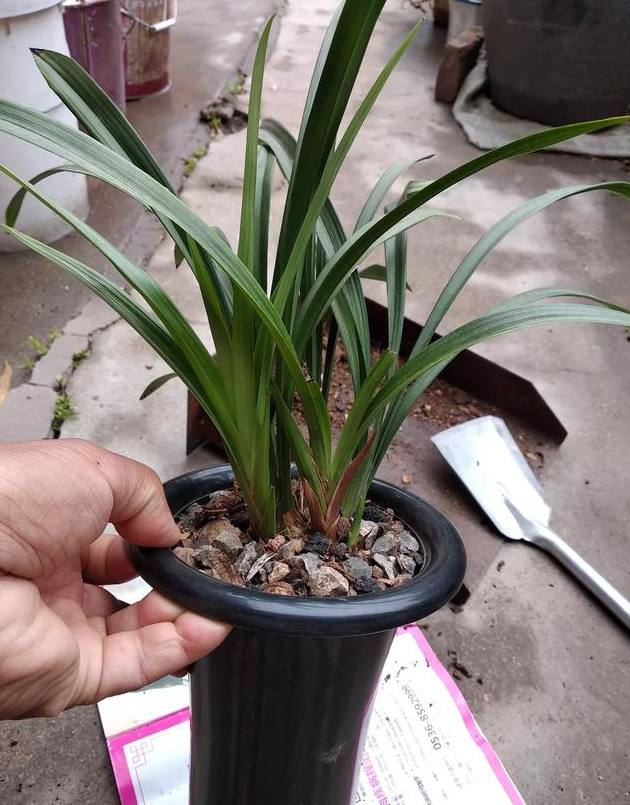 盆栽花卉植物：打造室内绿色氧吧的艺术