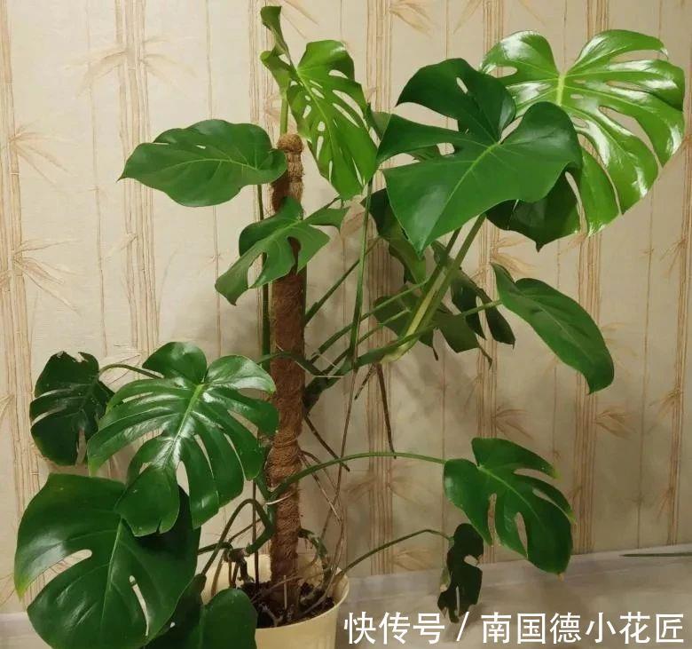 标题：盆栽樱桃番茄——阳台种植新宠
