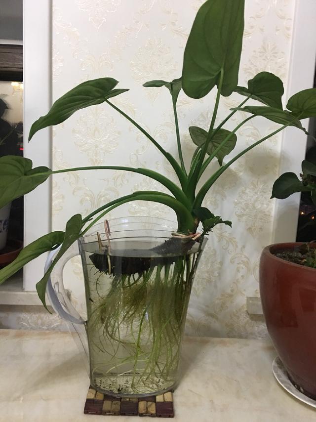 薰衣草盆栽注意事项