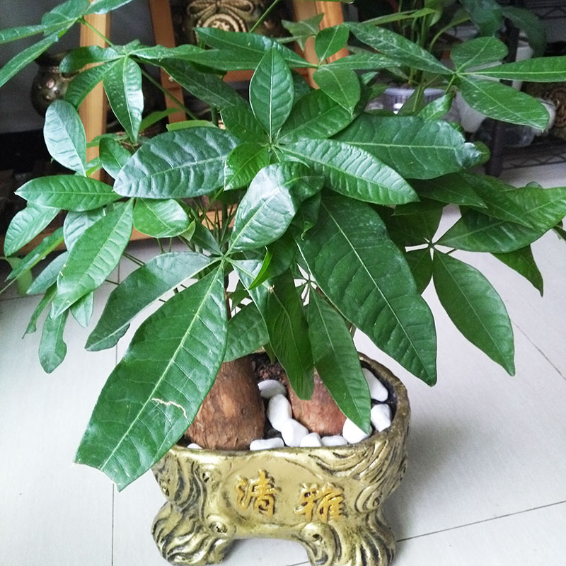 嫁接玫瑰扦插：掌握技巧，养出美丽花束