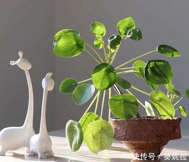 康乃馨扦插放水里吗？专家揭秘最佳繁殖方法