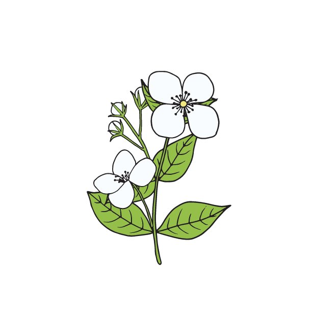 吊金钟扦插的枝条：繁殖新植株的实用指南