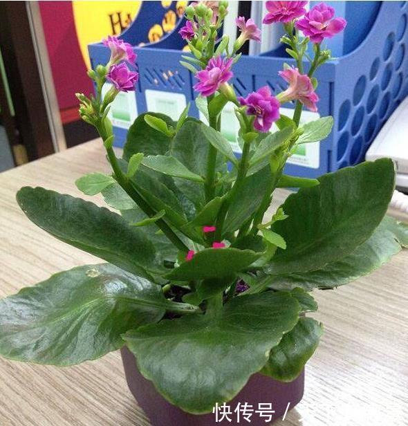 标题：金边叶扦插：繁殖技巧与养护指南