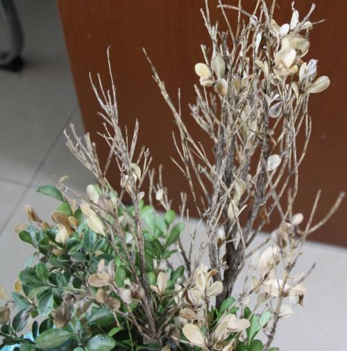 朱槿扦插：掌握技巧，轻松繁殖美丽花朵