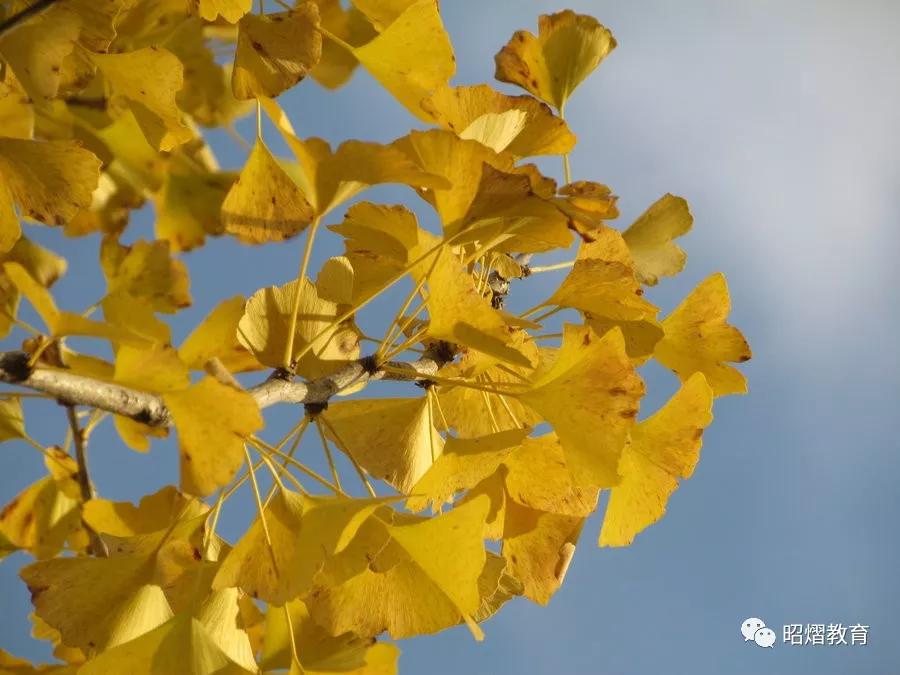 李子树怎样扦插 - 植物养殖园丁指南