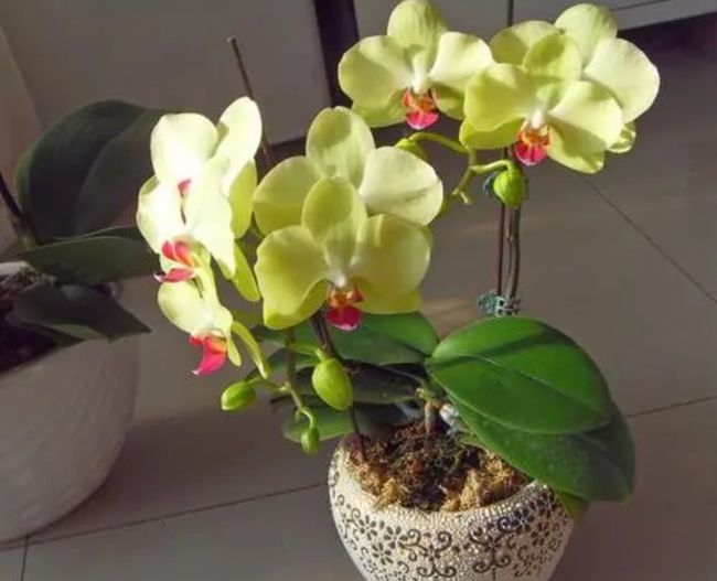 发财树枝条扦插：繁殖新植株的简易指南