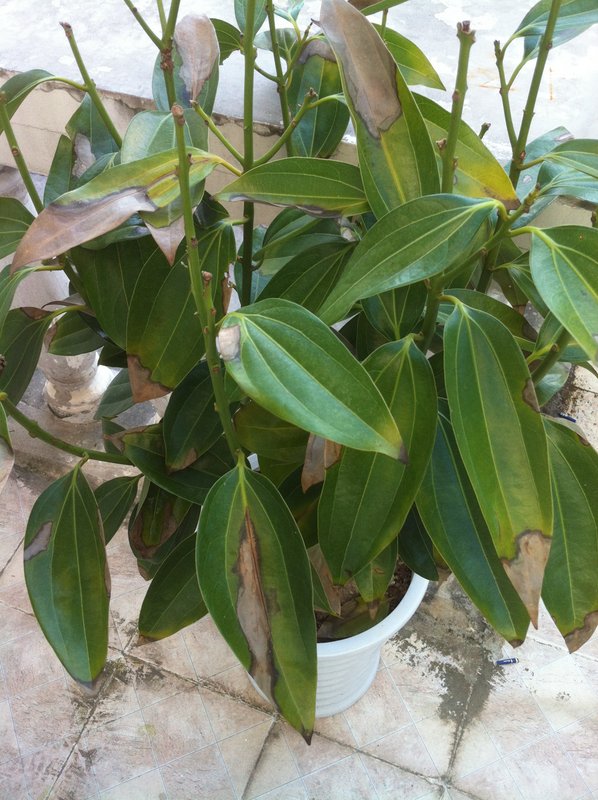 扶桑花盆栽：养护技巧与注意事项