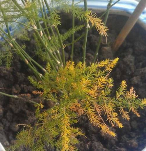 标题：盆栽康乃馨花期——延长花朵绽放的秘密