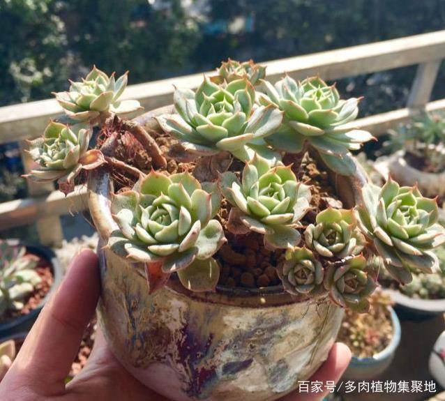 家庭种植兰花盆栽方法