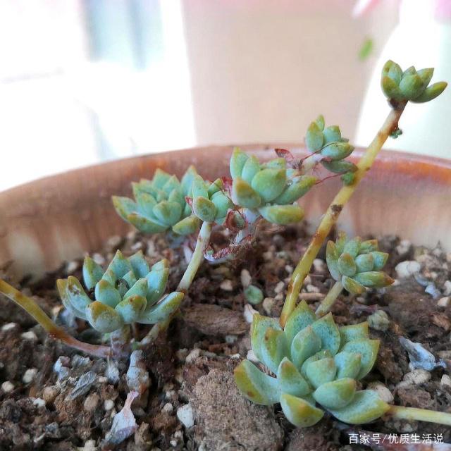粗桂花枝扦插：掌握技巧，轻松繁殖美丽桂花