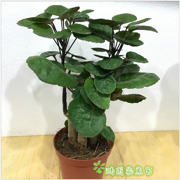 金鱼吊兰叶片的扦插：繁殖新植株的简易方法