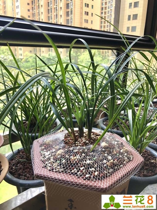 酒瓶兰如何扦插 - 植物养殖园丁专业指南