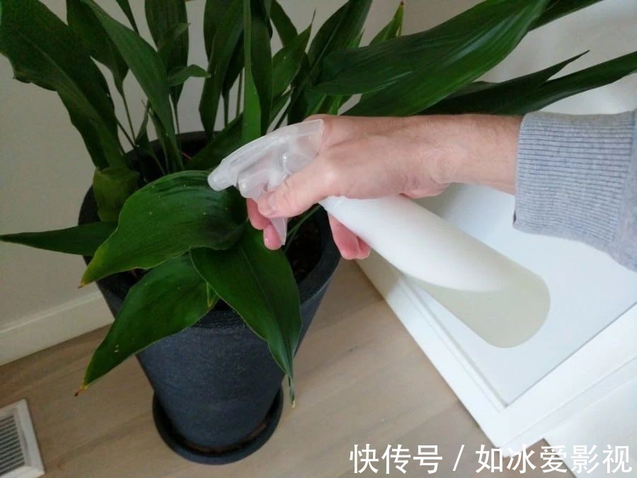 竹芋能不能扦插？探索竹芋繁殖新方法