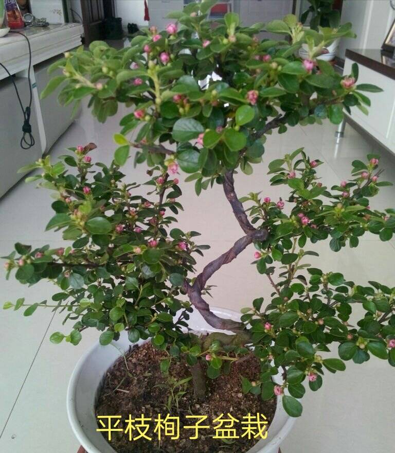 仙人球扦插图解：详解种植步骤与技巧